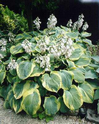 hosta samurai