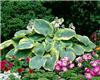 hosta sieboldiana 