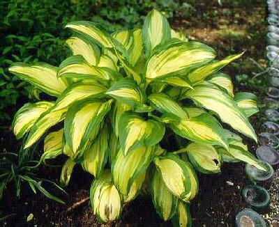 hosta sieboldiana 