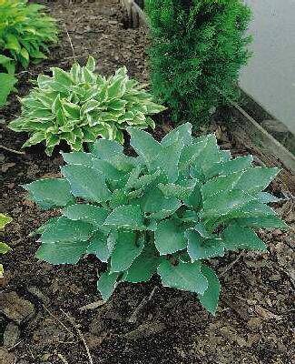 hosta tardiana blu
