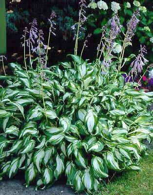 hosta undulata uni