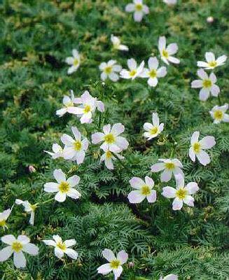 hottonia palustris