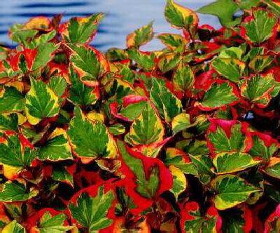houttuynia cordata
