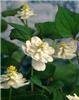 houttuynia cordata