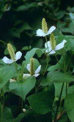 houttuynia cordata