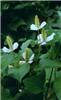 houttuynia cordata