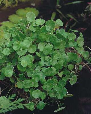 hydrocotyle vulgar