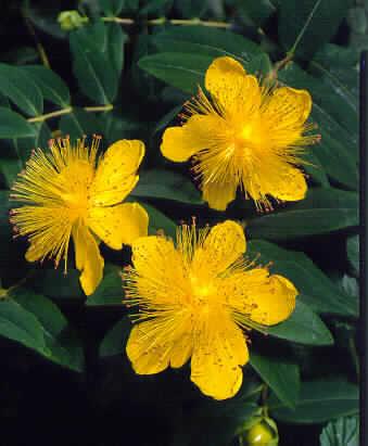 hypericum calcinum