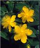 hypericum calcinum