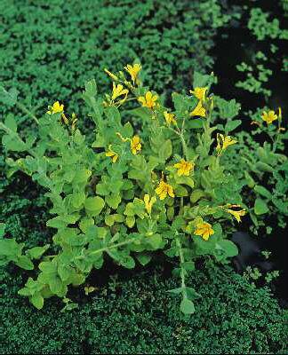 hypericum elodes