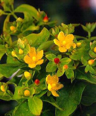 hypericum inodorum