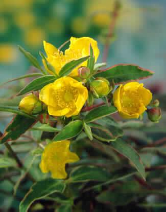 hypericum moserian