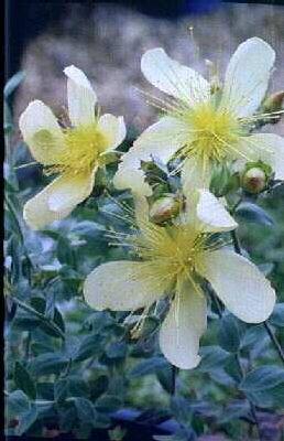 hypericum olympicu