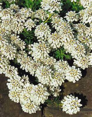 iberis semperviren
