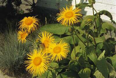 inula orientalis