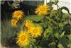 inula orientalis