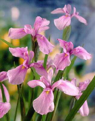 iris laevigata ros