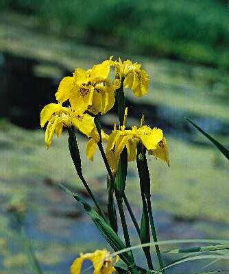 iris pseudacorus