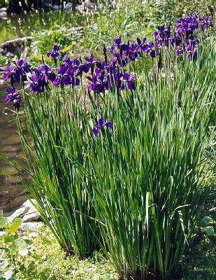 iris sibirica caesar