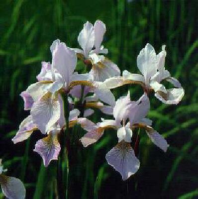 iris sibirica mrs.