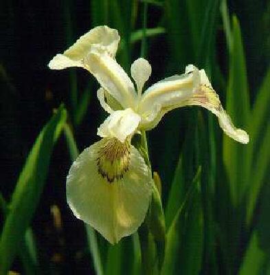 iris versicolor
