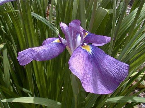 iris-ensata