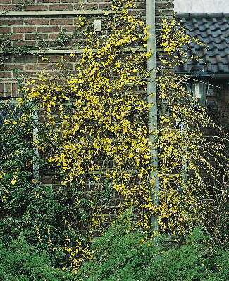 jasminum nudifloru