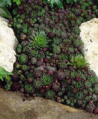 jovibarba hirta