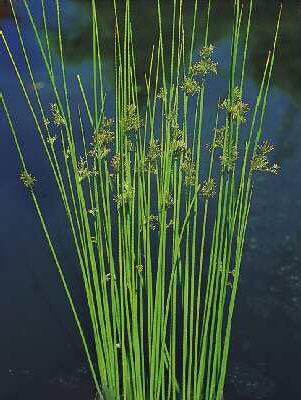 juncus effusus