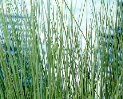 juncus inflexus