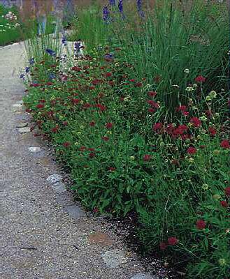 knautia macedonica