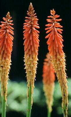 kniphofia alcazar
