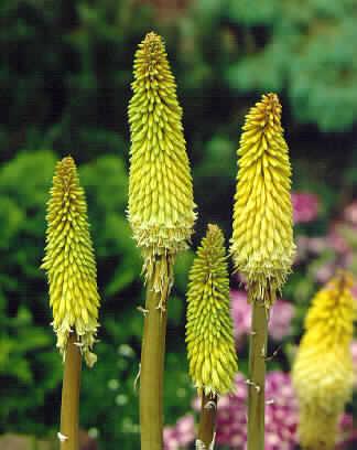 kniphofia citrina