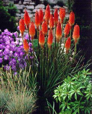 kniphofia earliest