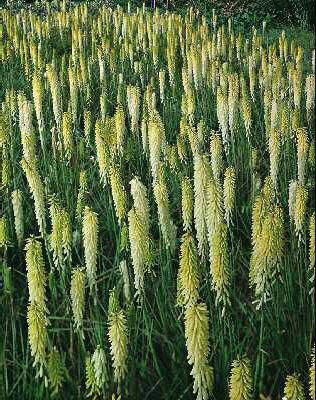 kniphofia litlle m