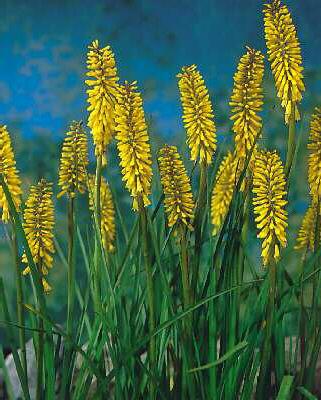 kniphofia minister