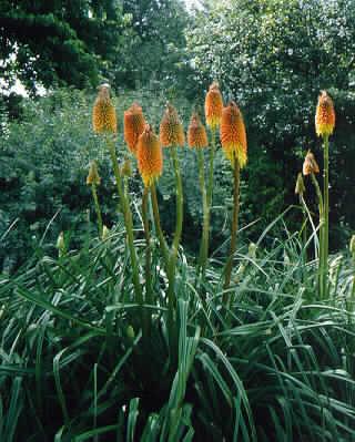 kniphofia nobilis