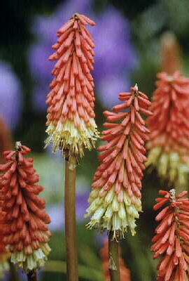 kniphofia uvaria g