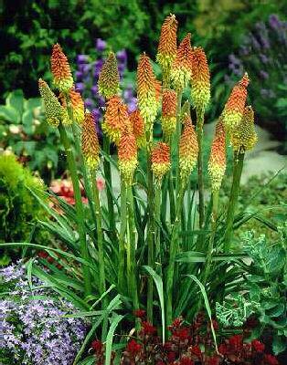 kniphofia uvaria