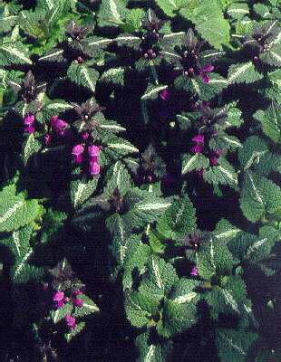 lamium maculatum c