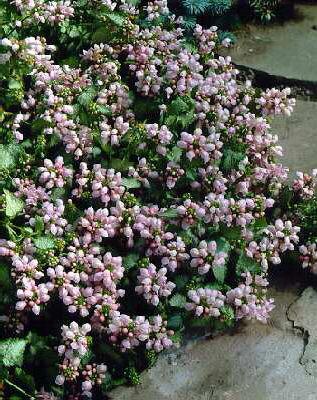 lamium maculatum p