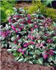 lamium maculatum r