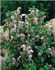 lamium maculatum s