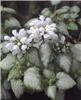 lamium maculatum w