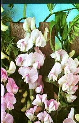 lathyrus latifoliu
