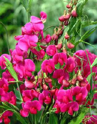 lathyrus latifoliu