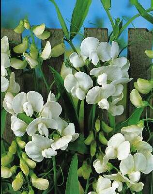 lathyrus latifoliu