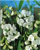 lathyrus latifoliu