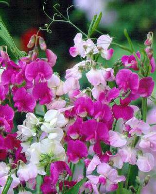lathyrus latifoliu