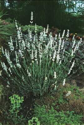 lavandula angustif
